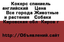 Кокерс спаниель английский  › Цена ­ 4 500 - Все города Животные и растения » Собаки   . Кировская обл.,Киров г.